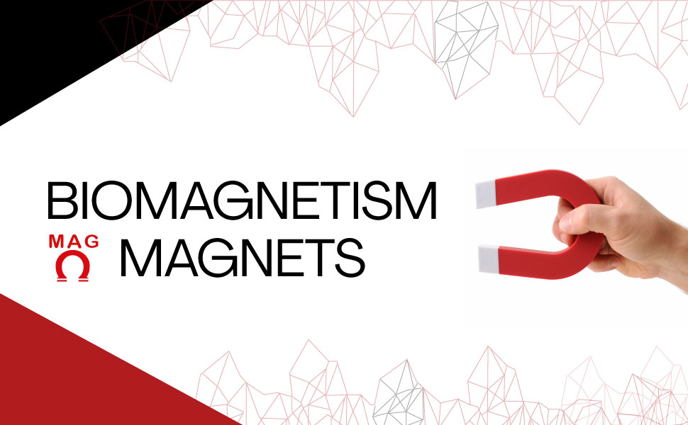 Biomagnetism Magnets