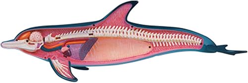 4D Dog Anatomy Model,Cat/Horse/Cow/Pig/AnimalCanine Skeleton, Animal Skeleton Specimen, Detachable Biology, Pet Clinic Veterinary TrainingSchool Teaching Tool,J - Poueer