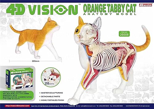 4D Dog Anatomy Model,Cat/Horse/Cow/Pig/AnimalCanine Skeleton, Animal Skeleton Specimen, Detachable Biology, Pet Clinic Veterinary TrainingSchool Teaching Tool,J - Poueer