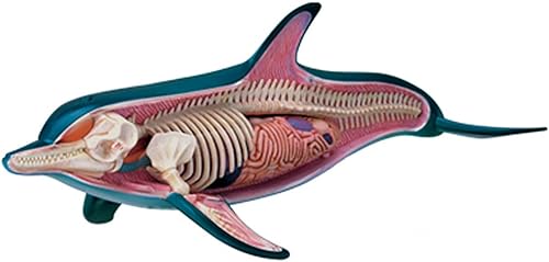 4D Dog Anatomy Model,Cat/Horse/Cow/Pig/AnimalCanine Skeleton, Animal Skeleton Specimen, Detachable Biology, Pet Clinic Veterinary TrainingSchool Teaching Tool,J - Poueer