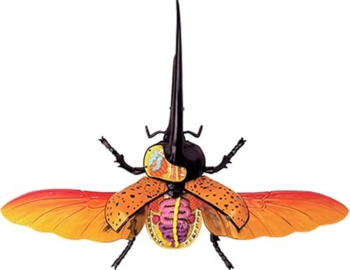 4D Dog Anatomy Model,Cat/Horse/Cow/Pig/AnimalCanine Skeleton, Animal Skeleton Specimen, Detachable Biology, Pet Clinic Veterinary TrainingSchool Teaching Tool,J - Poueer