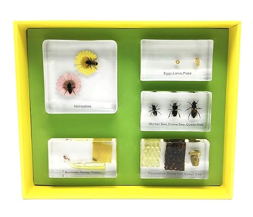 Lifecycle of a Honey Bee in Acrylic Block Science Classroom Specimens for Science Education - Poueer