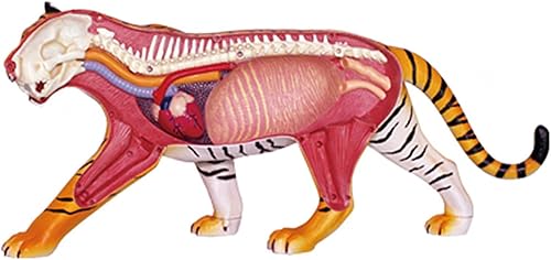 4D Dog Anatomy Model,Cat/Horse/Cow/Pig/AnimalCanine Skeleton, Animal Skeleton Specimen, Detachable Biology, Pet Clinic Veterinary TrainingSchool Teaching Tool,J - Poueer