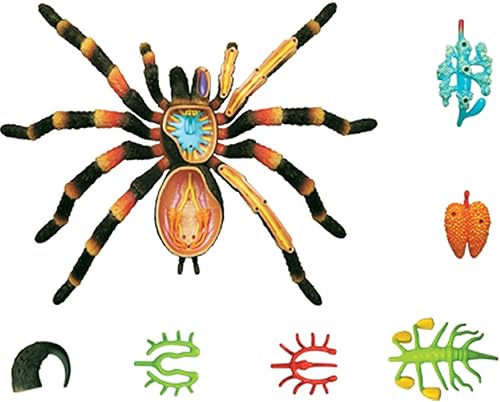 4D Dog Anatomy Model,Cat/Horse/Cow/Pig/AnimalCanine Skeleton, Animal Skeleton Specimen, Detachable Biology, Pet Clinic Veterinary TrainingSchool Teaching Tool,J - Poueer