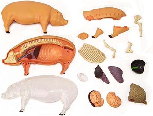 4D Dog Anatomy Model,Cat/Horse/Cow/Pig/AnimalCanine Skeleton, Animal Skeleton Specimen, Detachable Biology, Pet Clinic Veterinary TrainingSchool Teaching Tool,J - Poueer