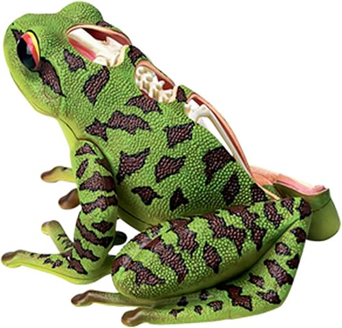 4D Dog Anatomy Model,Cat/Horse/Cow/Pig/AnimalCanine Skeleton, Animal Skeleton Specimen, Detachable Biology, Pet Clinic Veterinary TrainingSchool Teaching Tool,J - Poueer