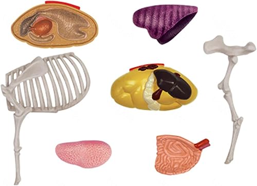 4D Dog Anatomy Model,Cat/Horse/Cow/Pig/AnimalCanine Skeleton, Animal Skeleton Specimen, Detachable Biology, Pet Clinic Veterinary TrainingSchool Teaching Tool,J - Poueer