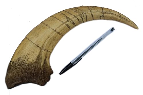 Megaraptor Dinosaur Life Size Extra Large Claw Fossil Replica - Poueer