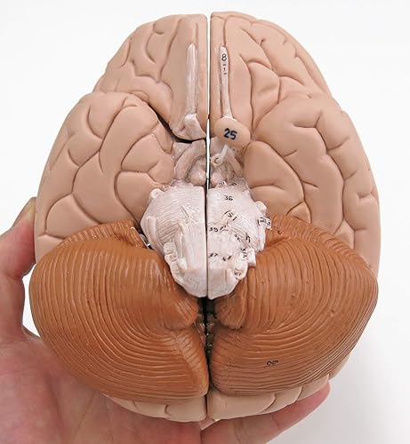 American 3B SCIENTIFIC C16 Brain Model, 4 Part, 14 cm L x 14 cm W x 17.5 cm H - Poueer