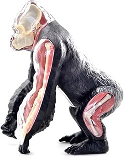 4D Dog Anatomy Model,Cat/Horse/Cow/Pig/AnimalCanine Skeleton, Animal Skeleton Specimen, Detachable Biology, Pet Clinic Veterinary TrainingSchool Teaching Tool,J - Poueer