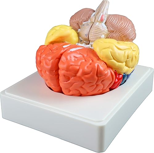 Vision Scientific VAB470 Regional Brain - 3 Parts | Color-Coded Regions | Include Frontal, Parietal Lobes, Occipital Lobe, Temporal Lobe, Motor & Sensory Cortex, Cerebellum, and Brain Stem| W Manual - Poueer