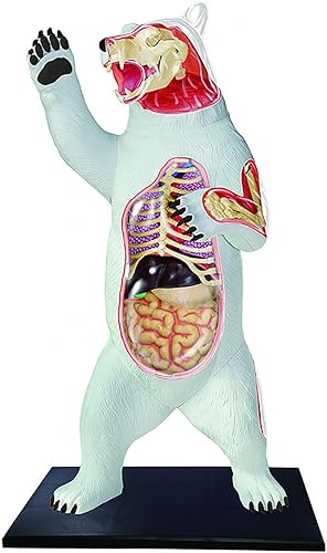 4D Dog Anatomy Model,Cat/Horse/Cow/Pig/AnimalCanine Skeleton, Animal Skeleton Specimen, Detachable Biology, Pet Clinic Veterinary TrainingSchool Teaching Tool,J - Poueer