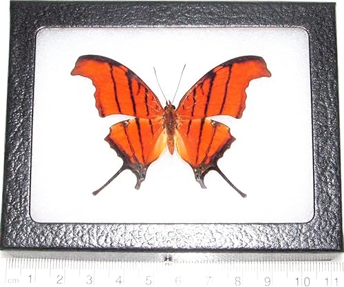 Marpesia petreus Real Framed Butterfly RED Orange DAGGERWING Peru - Poueer