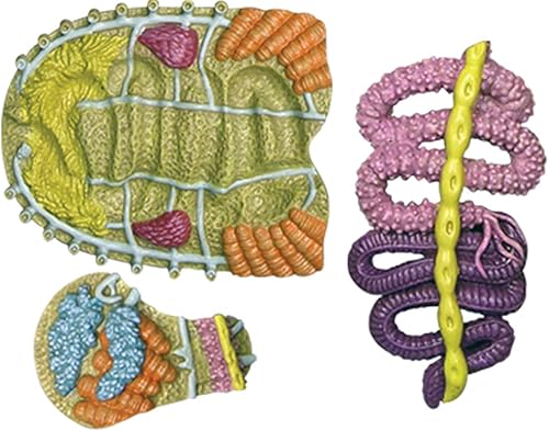 4D Dog Anatomy Model,Cat/Horse/Cow/Pig/AnimalCanine Skeleton, Animal Skeleton Specimen, Detachable Biology, Pet Clinic Veterinary TrainingSchool Teaching Tool,J - Poueer