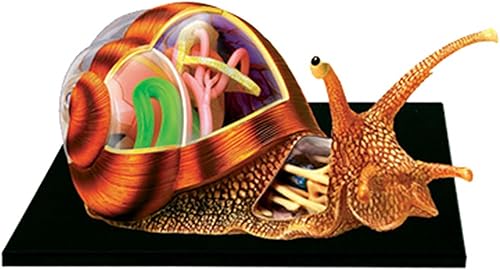 4D Dog Anatomy Model,Cat/Horse/Cow/Pig/AnimalCanine Skeleton, Animal Skeleton Specimen, Detachable Biology, Pet Clinic Veterinary TrainingSchool Teaching Tool,J - Poueer