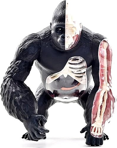 4D Dog Anatomy Model,Cat/Horse/Cow/Pig/AnimalCanine Skeleton, Animal Skeleton Specimen, Detachable Biology, Pet Clinic Veterinary TrainingSchool Teaching Tool,J - Poueer