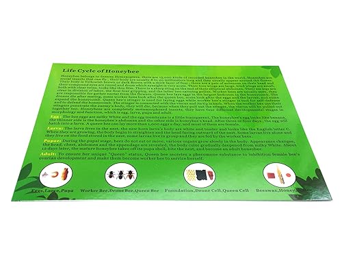 Lifecycle of a Honey Bee in Acrylic Block Science Classroom Specimens for Science Education - Poueer