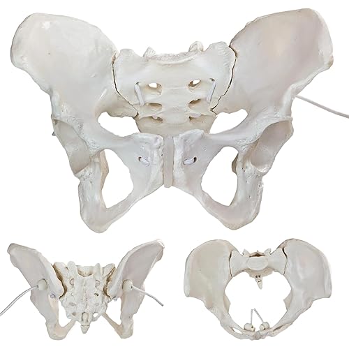 Life-Size Female Pelvic Anatomy Model with Elastic Bands – Flexible Female Pelvis Model On Elastic for Medical Education, Obstetrics, and Patient Communication - Poueer