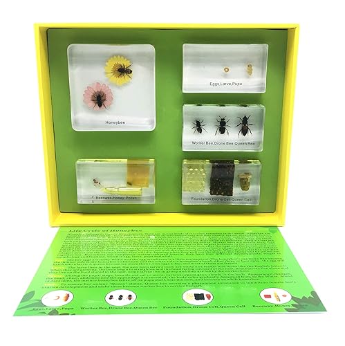 Lifecycle of a Honey Bee in Acrylic Block Science Classroom Specimens for Science Education - Poueer